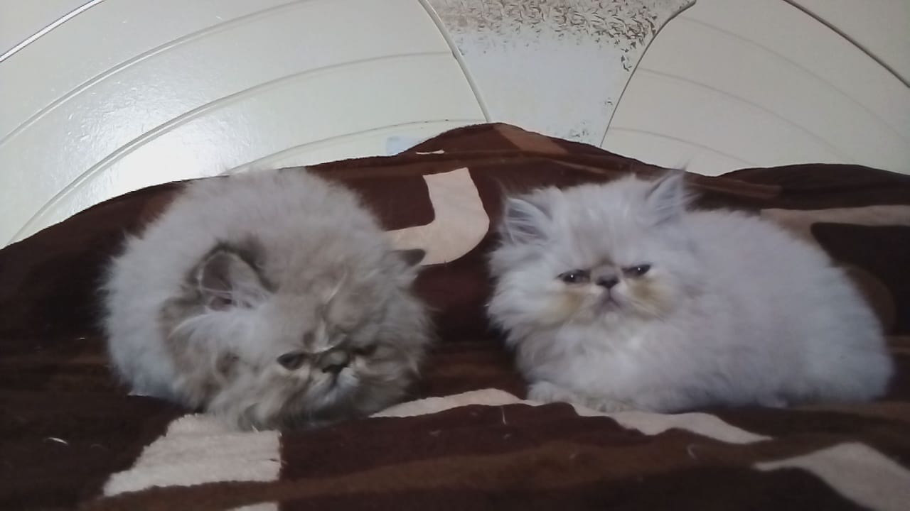 gato persa, himalayo, gatitos persa