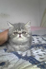 gatito exotico persa toluca