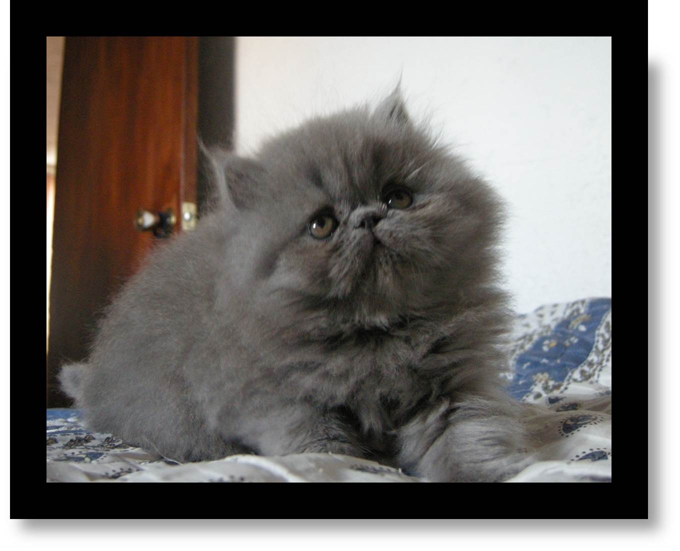 gato hembra gris