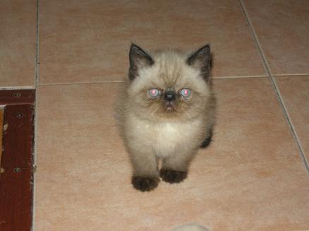 gatito himalayo, amigos de nemo, persas toluca