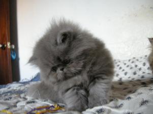 gata persa azúl amigosdenemo
