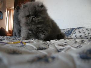 gatitos persa toluca