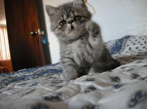 gatito exotico persa toluca amigosdenemo