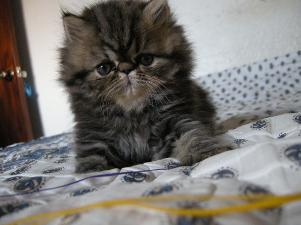gatita persa tabby original