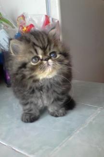 gatita persa tabby original