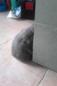 gata persa azúl original