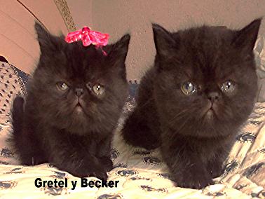 gatitos exóticos showclass amigosdenemo
