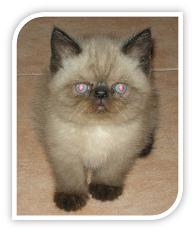 gatito himalayo amigos de nemo