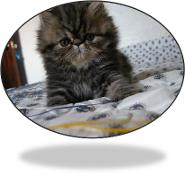 gatita persa color tabby