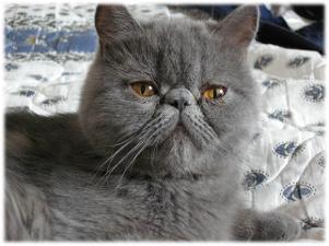 gata persa azúl exotica, toluca