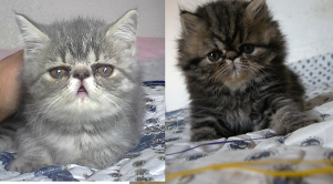 gatito persa y exótico original