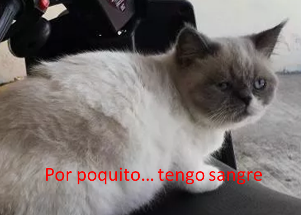 gato exotico