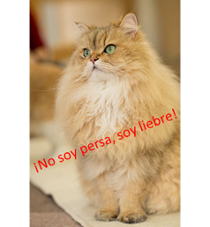 gato de angora