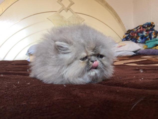 gatito persa, amigos de nemo