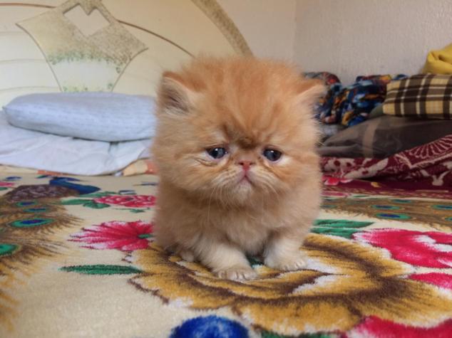 gatito persa red tabby