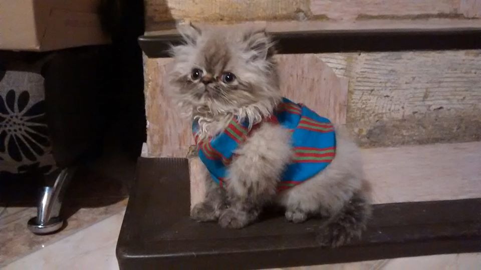gato persa himalayo, amigos de nemo