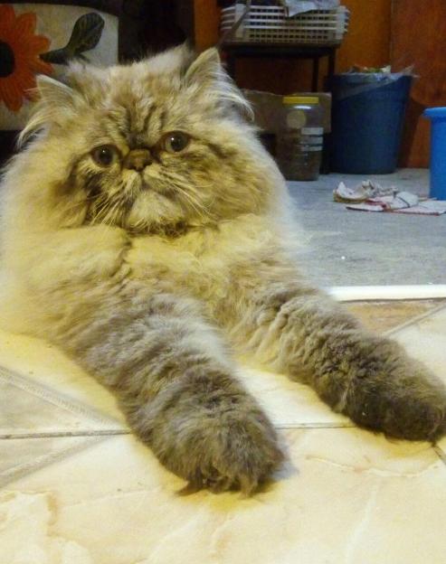 gato persa himalayo ojos azules